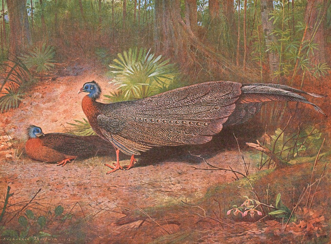 Archibald Thorburn - Bornean Argus Pheasant