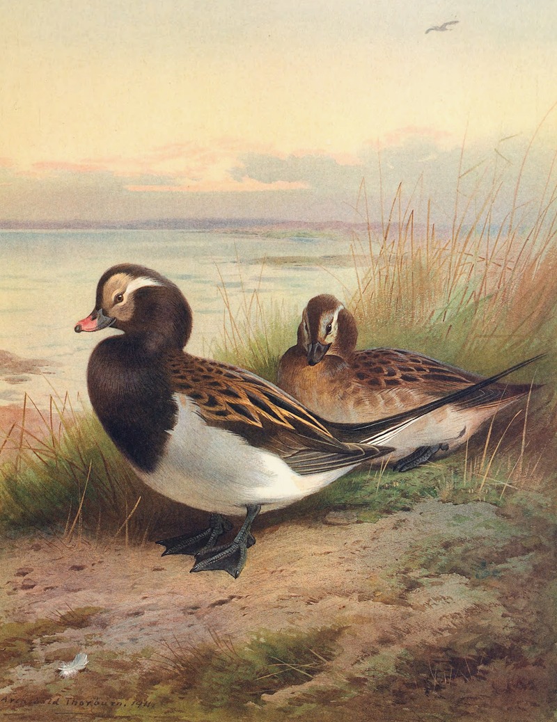 Archibald Thorburn - Long-Tailed Duck (Summer)