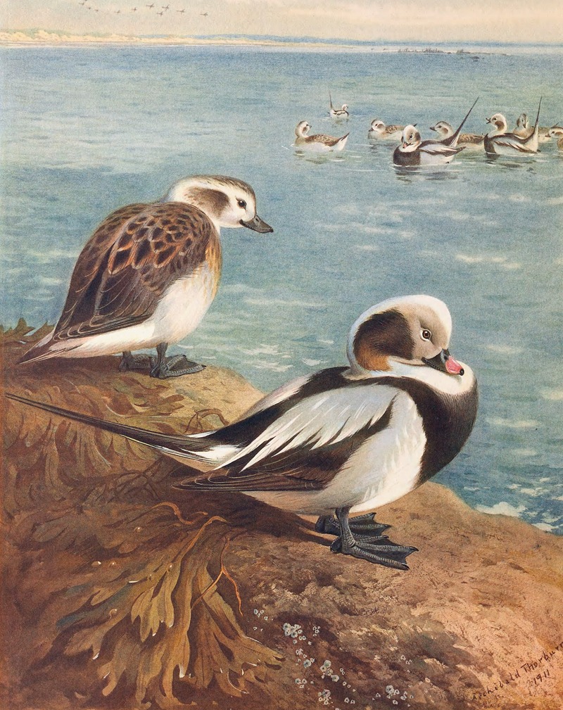 Archibald Thorburn - Long-Tailed Duck (Winter)