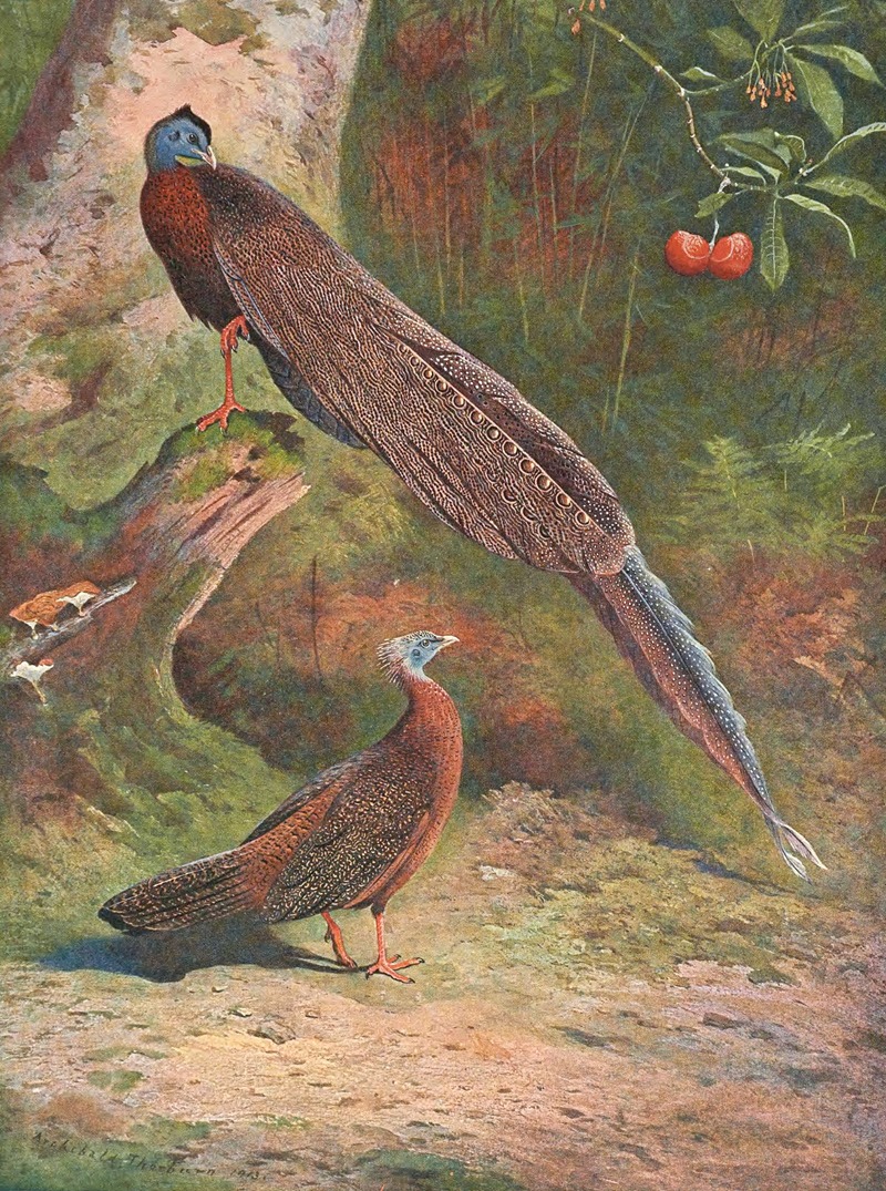 Archibald Thorburn - Malay Argus Pheasant