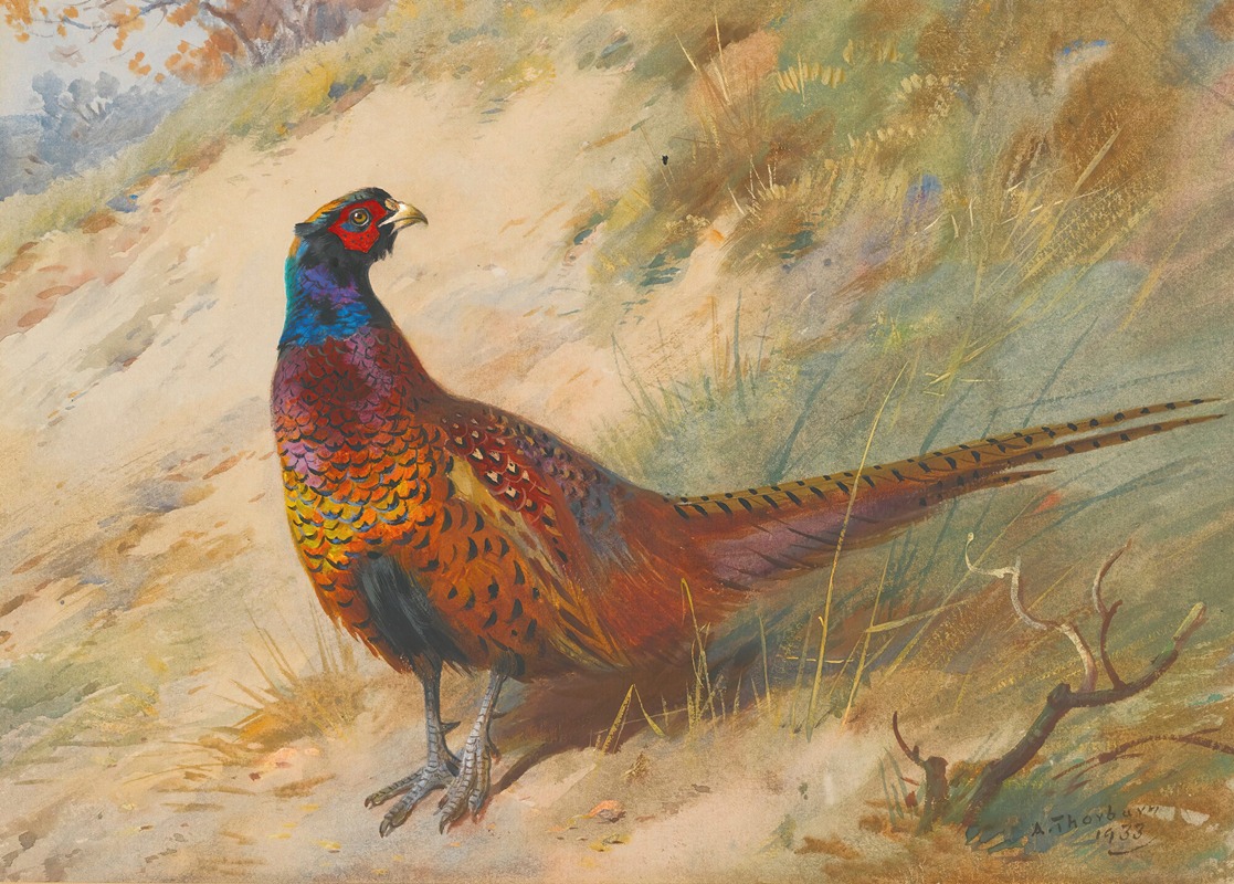 Archibald Thorburn - Pheasant