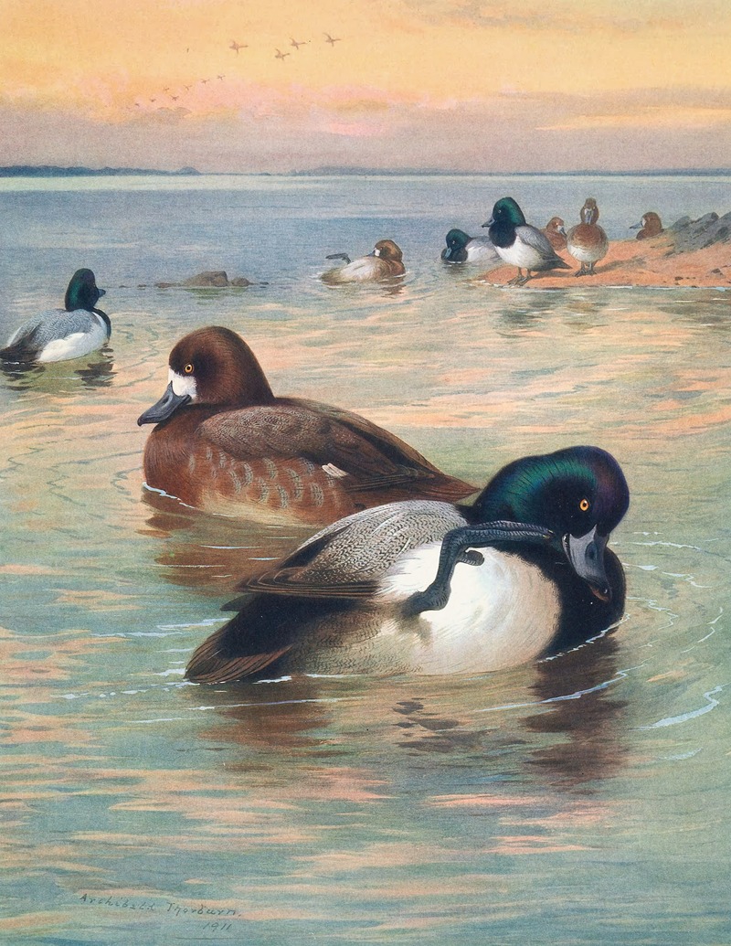 Archibald Thorburn - Scaup Duck
