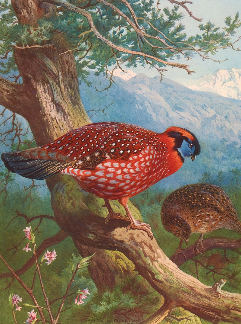 Archibald Thorburn - Temminck’s Tragopan