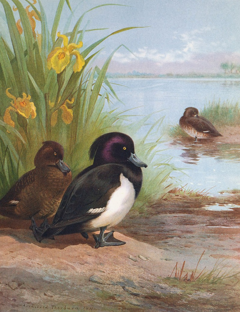 Archibald Thorburn - Tufted Duck