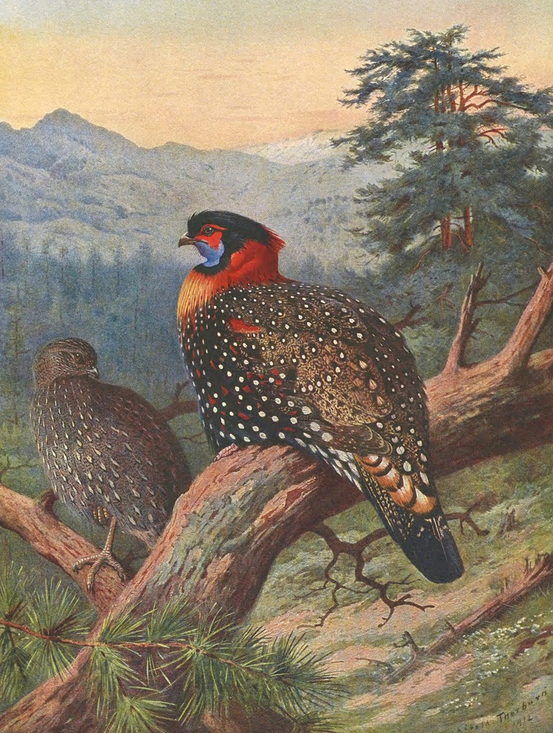 Archibald Thorburn - Western Tragopan