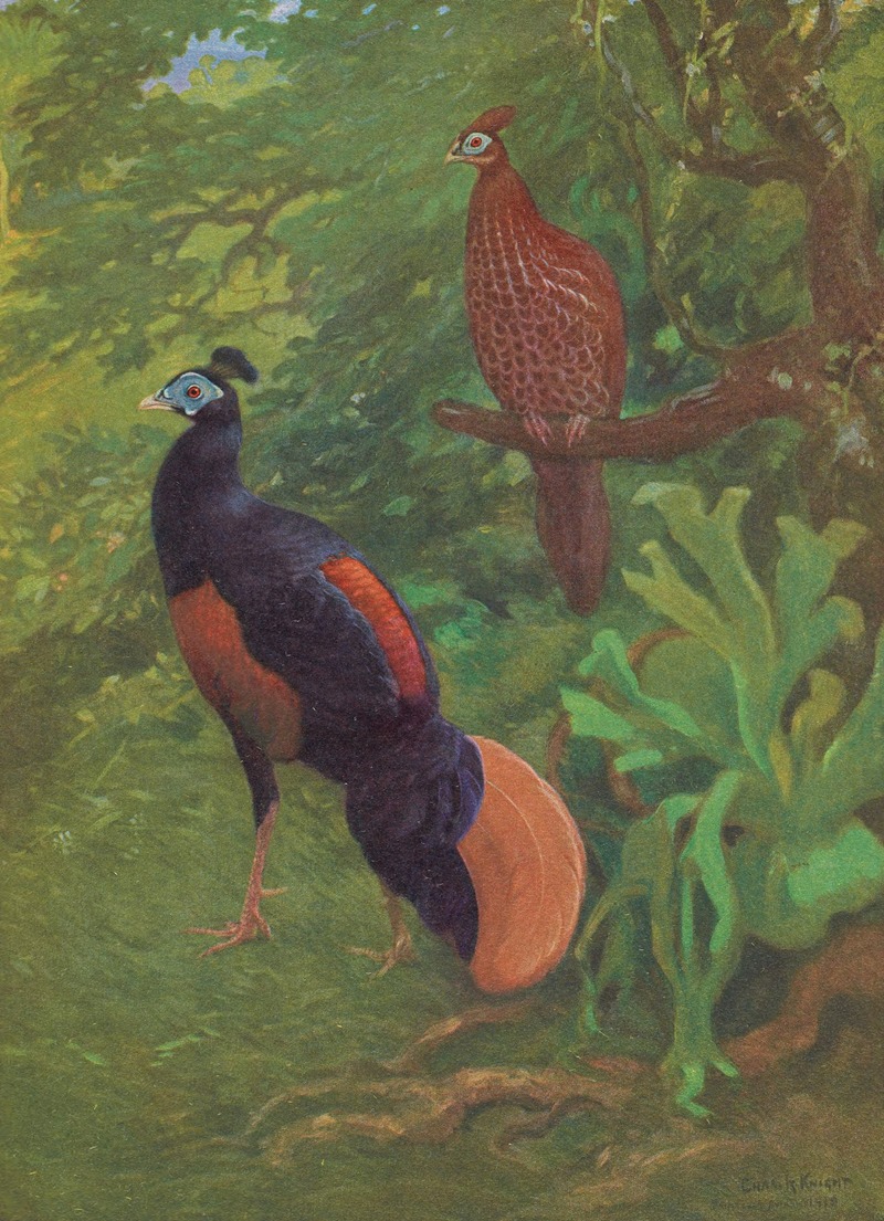 Charles Robert Knight - Bornean Crested Fireback