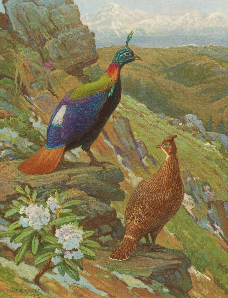 Charles Robert Knight - Himalayan Impeyan Pheasant