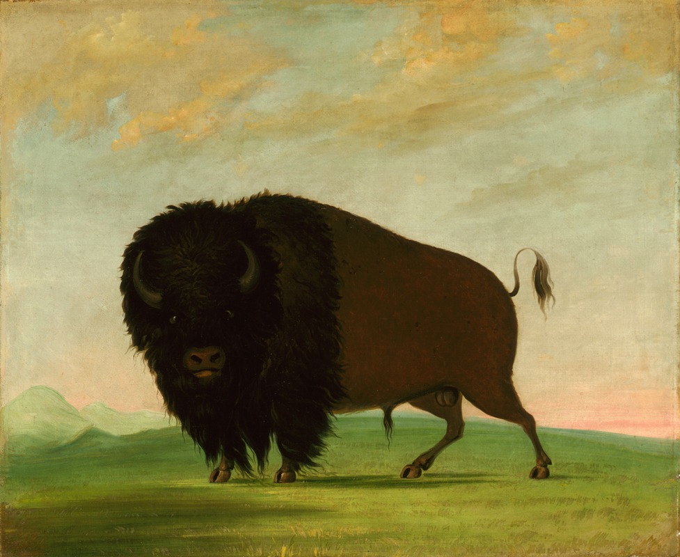 George Catlin - Buffalo Bull, Grazing on the Prairie