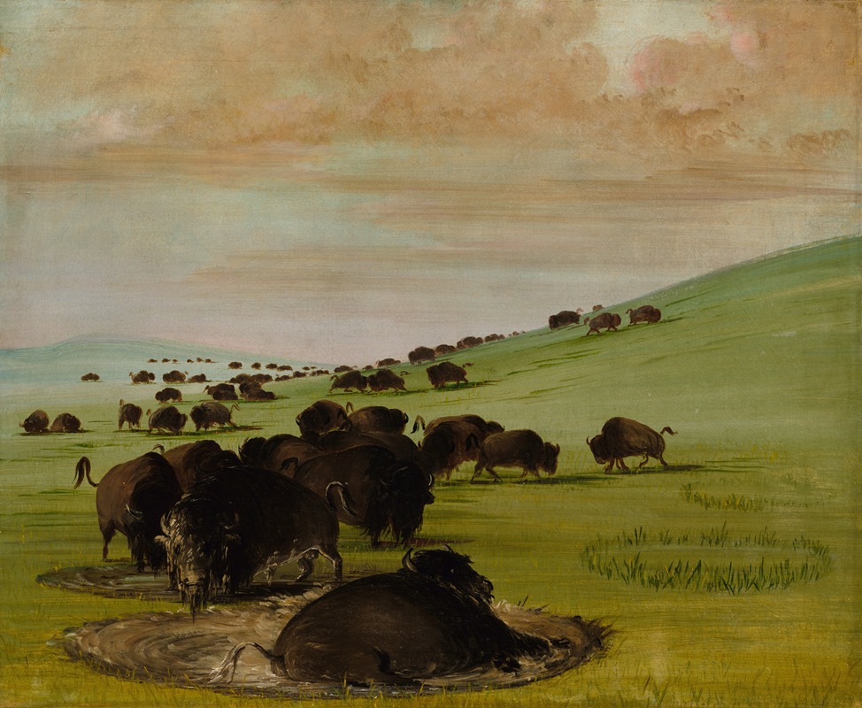 George Catlin - Buffalo Bulls in a Wallow