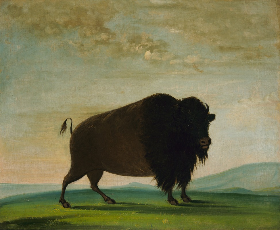 George Catlin - Buffalo Cow, Grazing on the Prairie