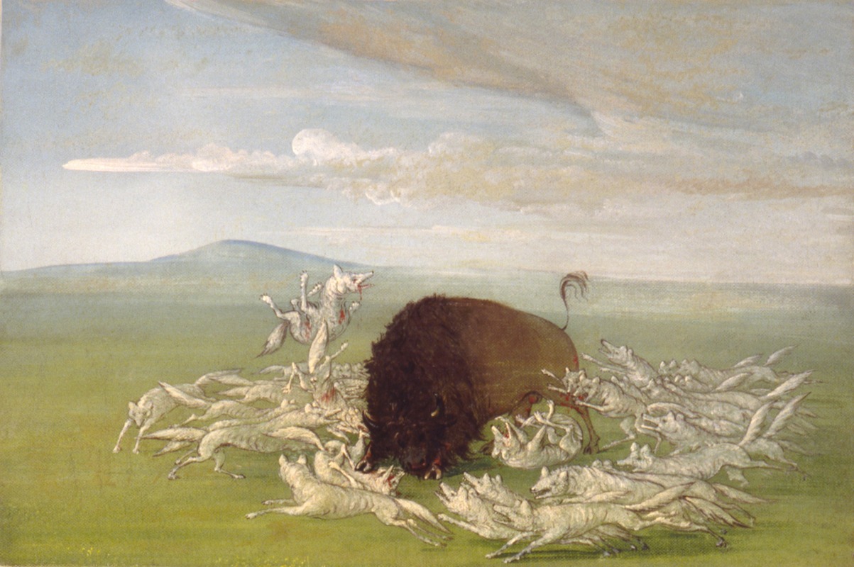 George Catlin - White Wolves Attacking a Buffalo Bull