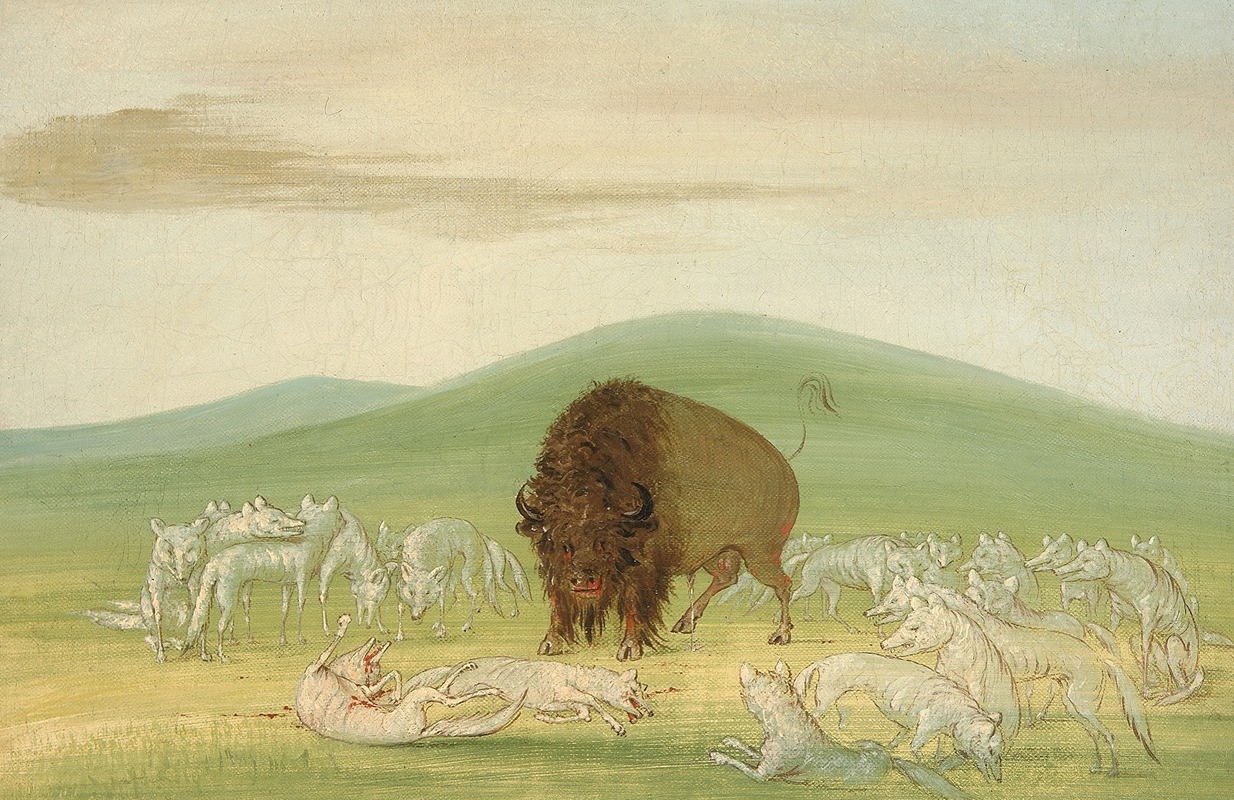 George Catlin - Wounded Buffalo Bull Surrounded by White Wolves