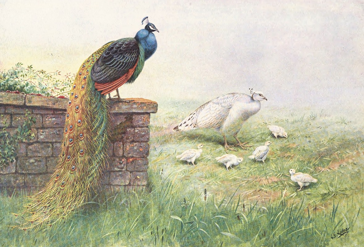 George Edward Lodge - Black-Winged Peafowl