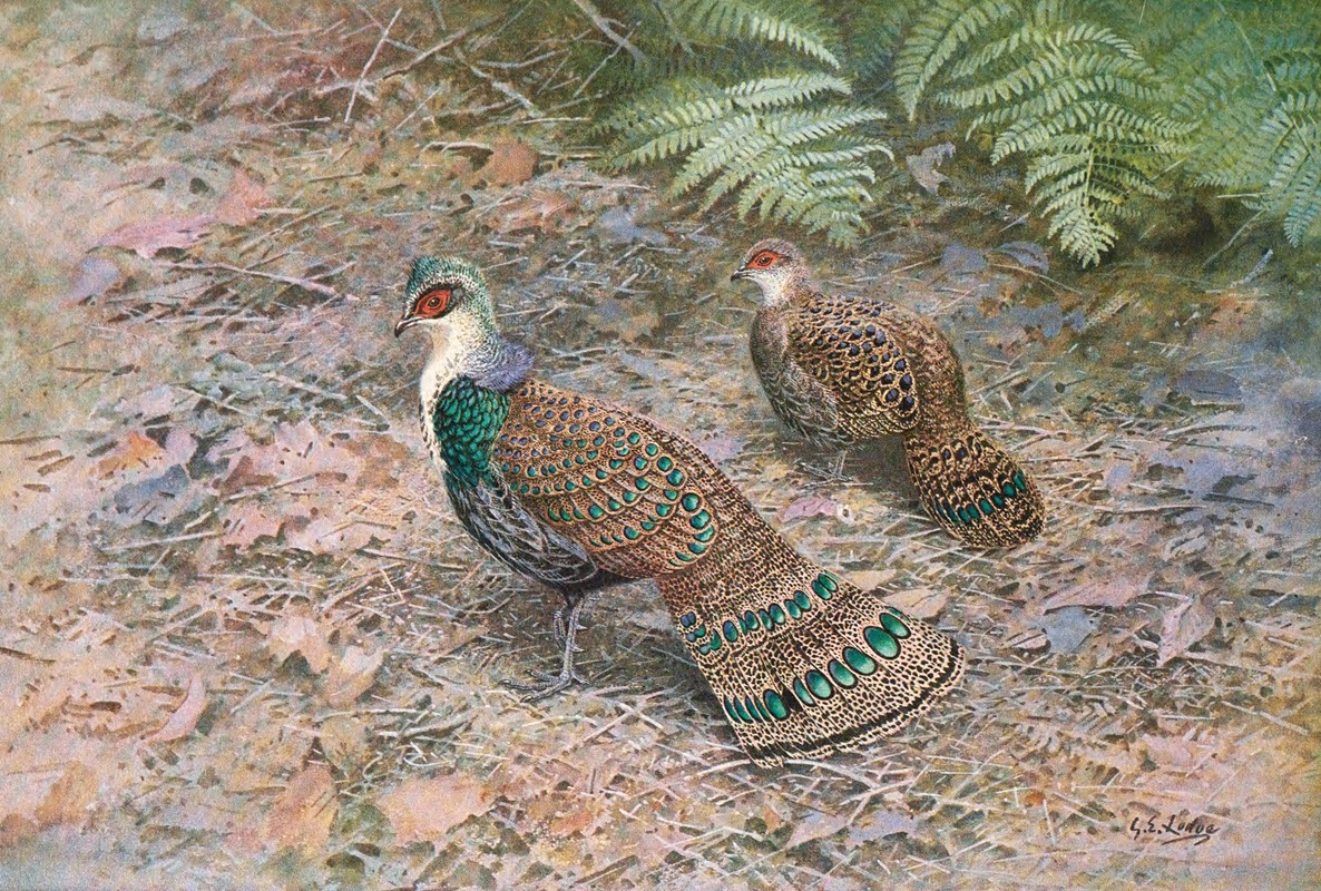 George Edward Lodge - Bornean Peacock Pheasant