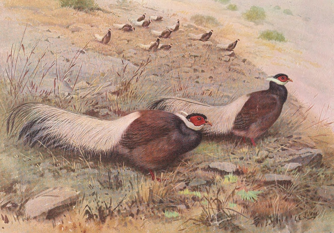 George Edward Lodge - Brown Eared-Pheasant