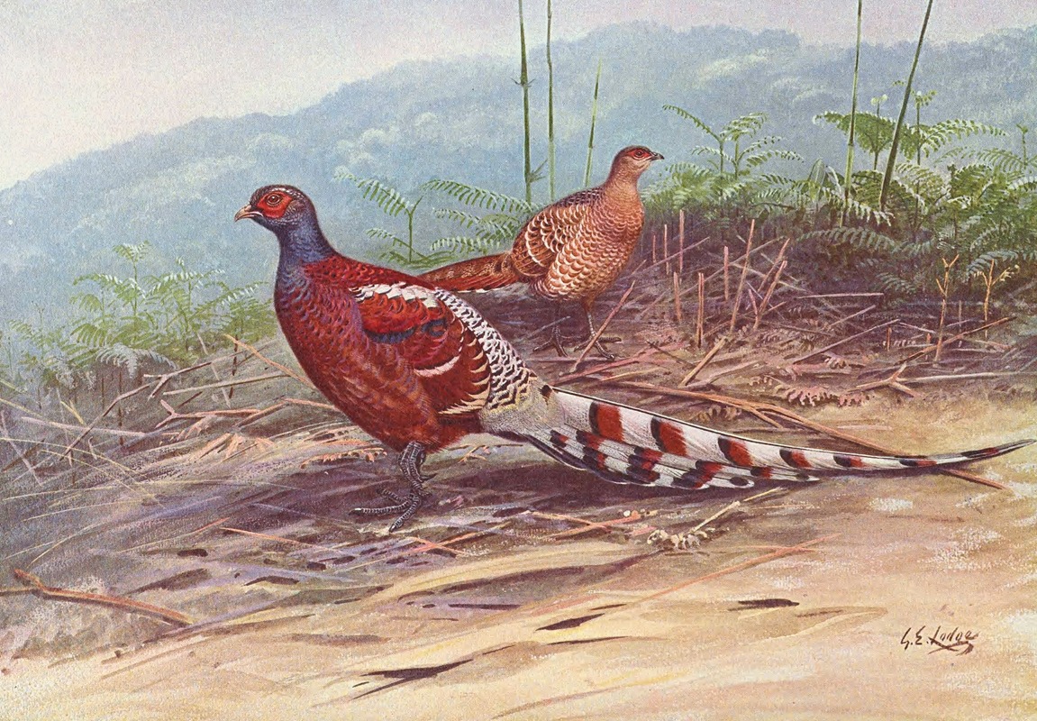 George Edward Lodge - Burmese Barred-Backed Pheasant