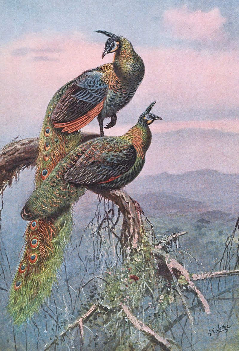 George Edward Lodge - Green Peafowl