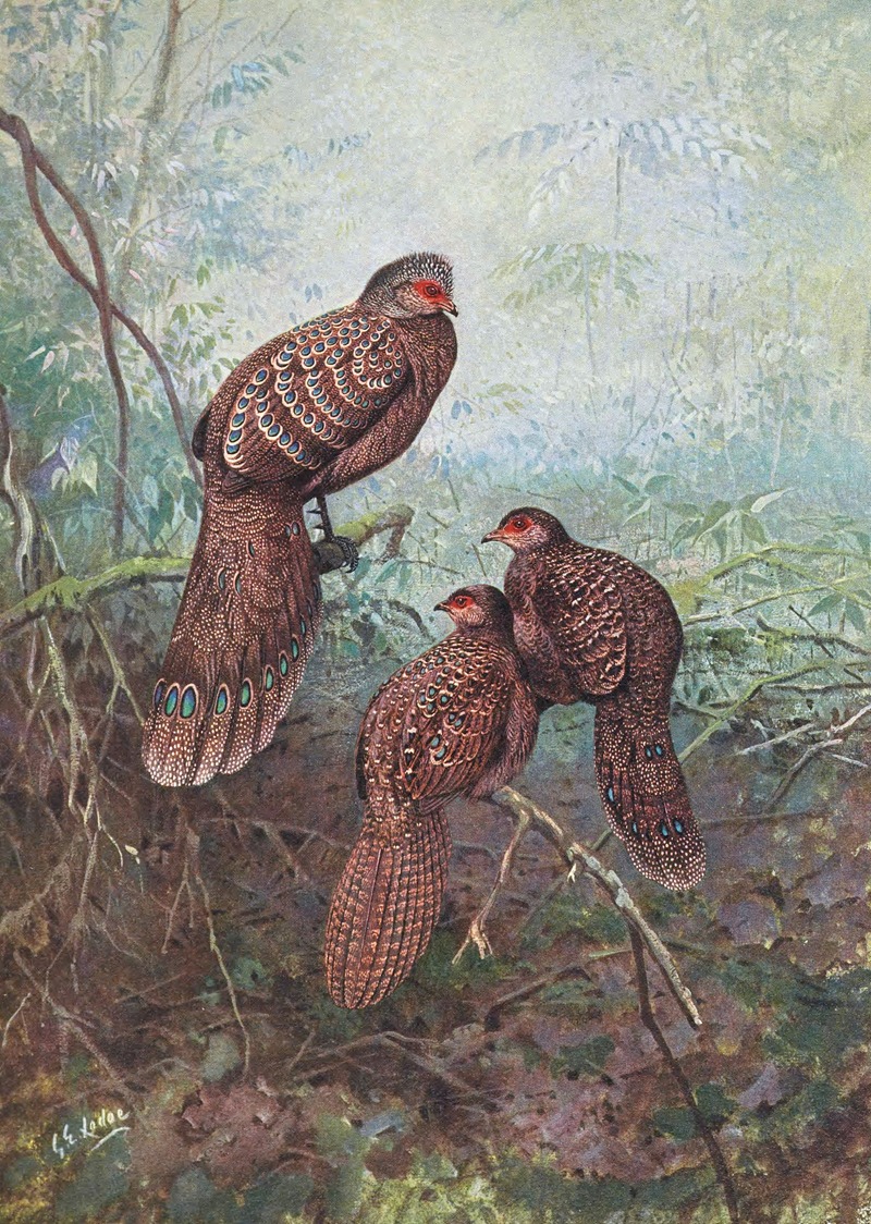 George Edward Lodge - Grey Peacock Pheasant
