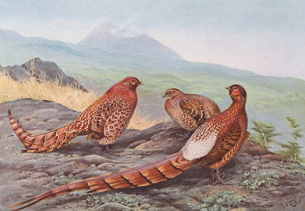 George Edward Lodge - Scintillating Copper Pheasant, Ijima’s Copper Pheasant