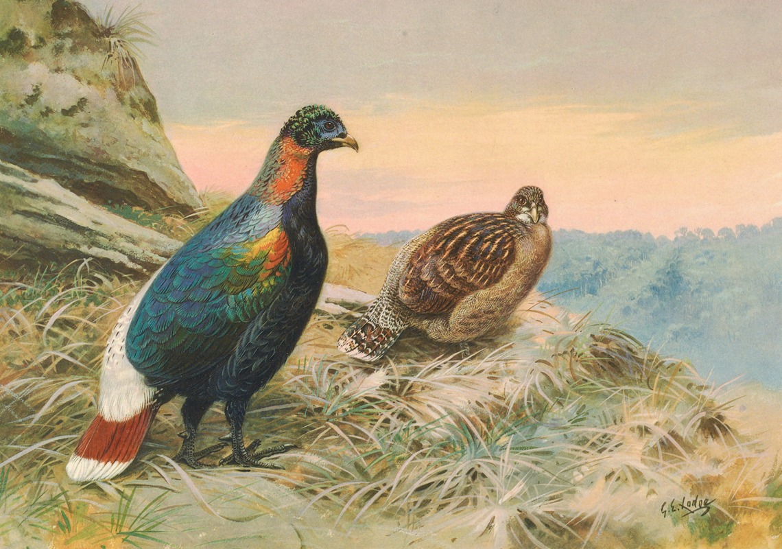 George Edward Lodge - Sclater’s Impeyan Pheasant