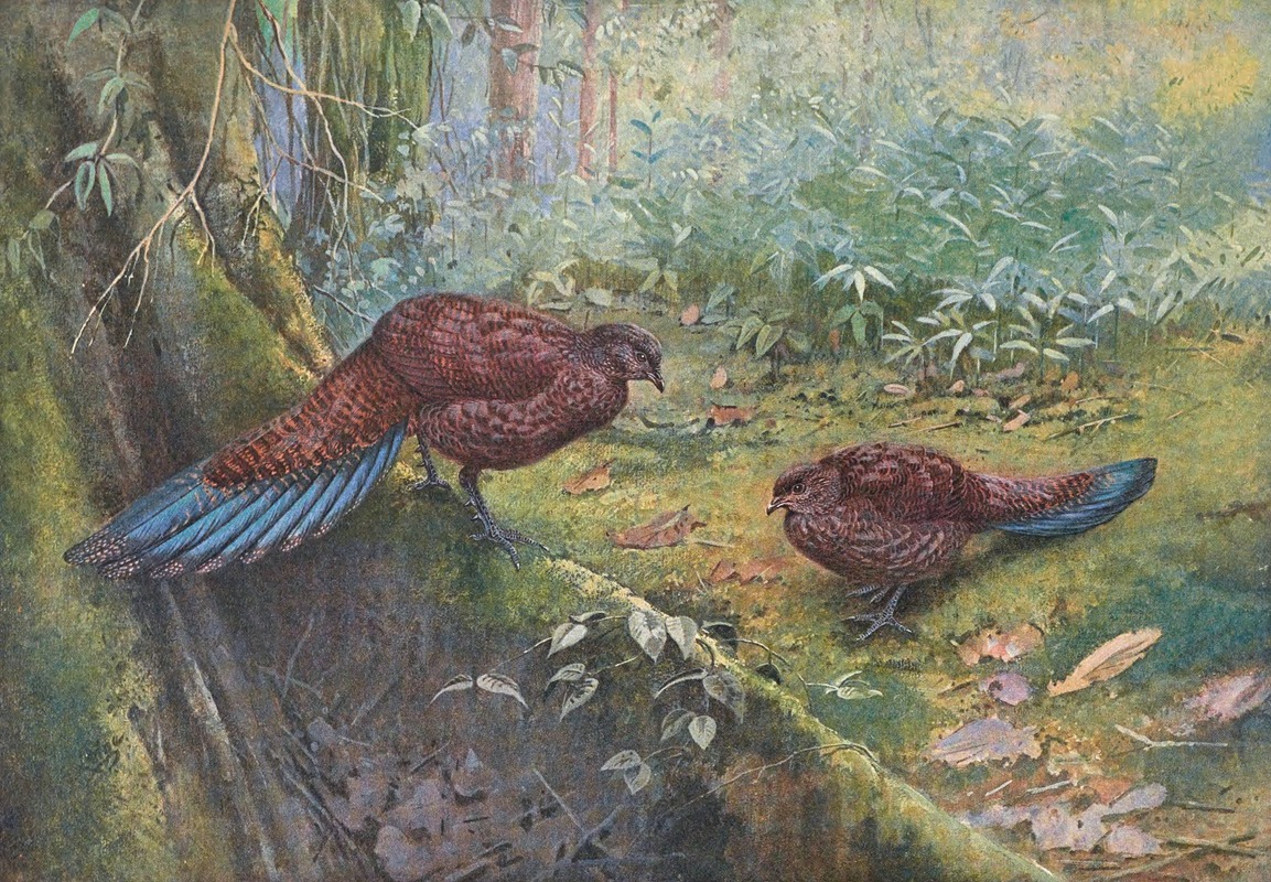 George Edward Lodge - Sumatra Bronze-Tailed Peacock Pheasant