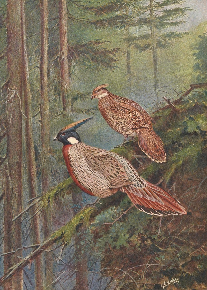 George Edward Lodge - The Common Koklass Pheasant