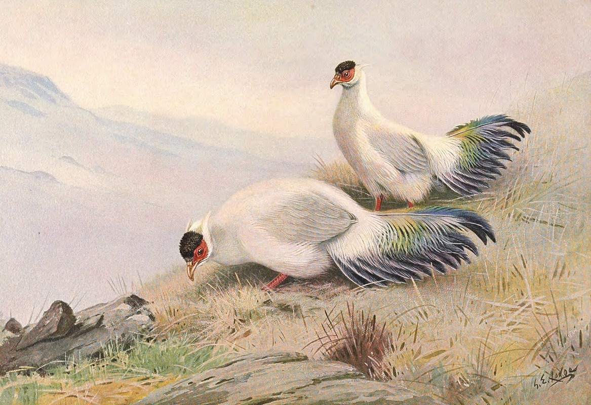 George Edward Lodge - White Eared-Pheasant
