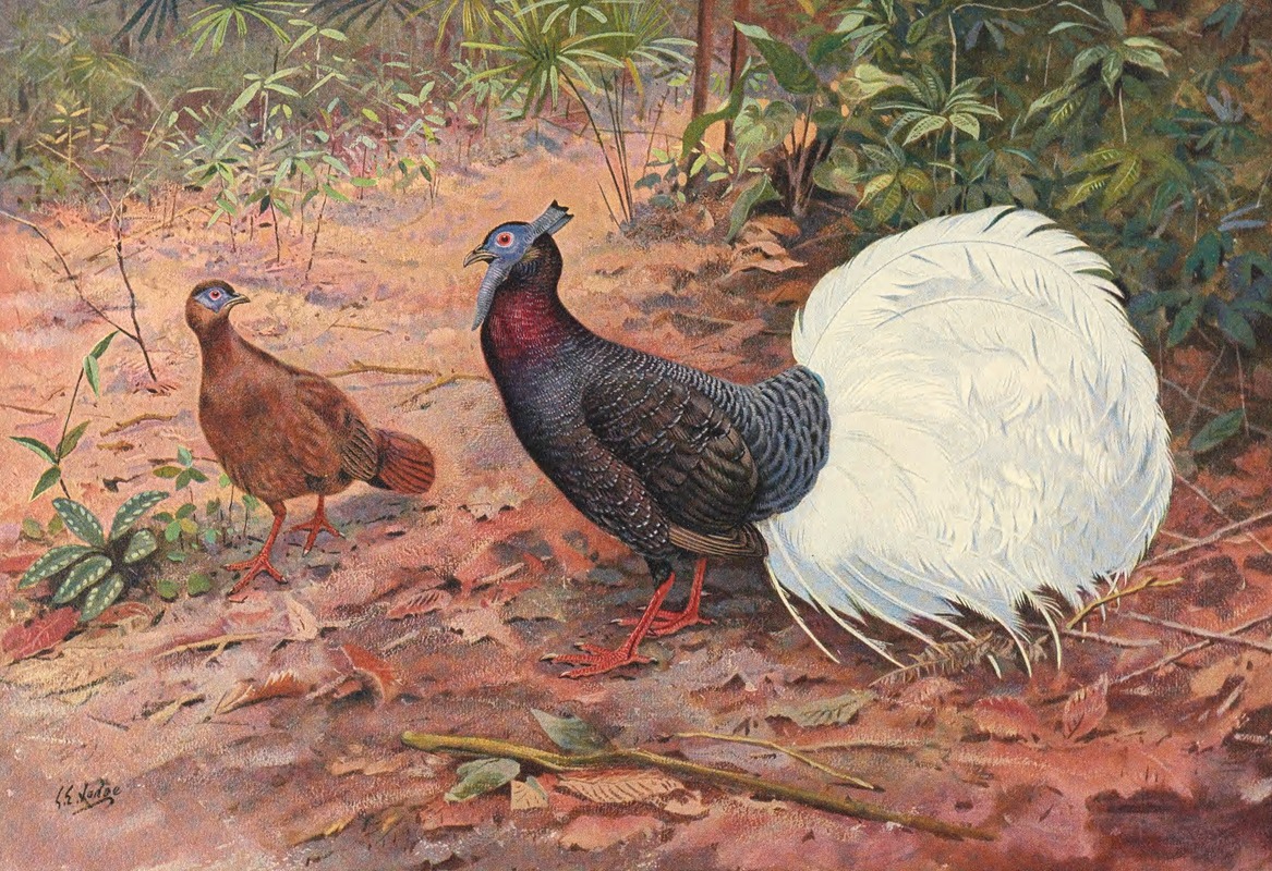 George Edward Lodge - White-Tailed Wattled Pheasant