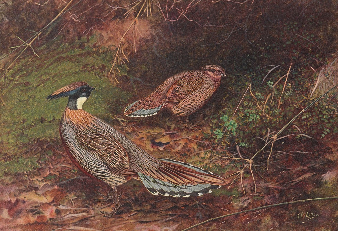George Edward Lodge - Yellow-Necked Koklass Pheasant