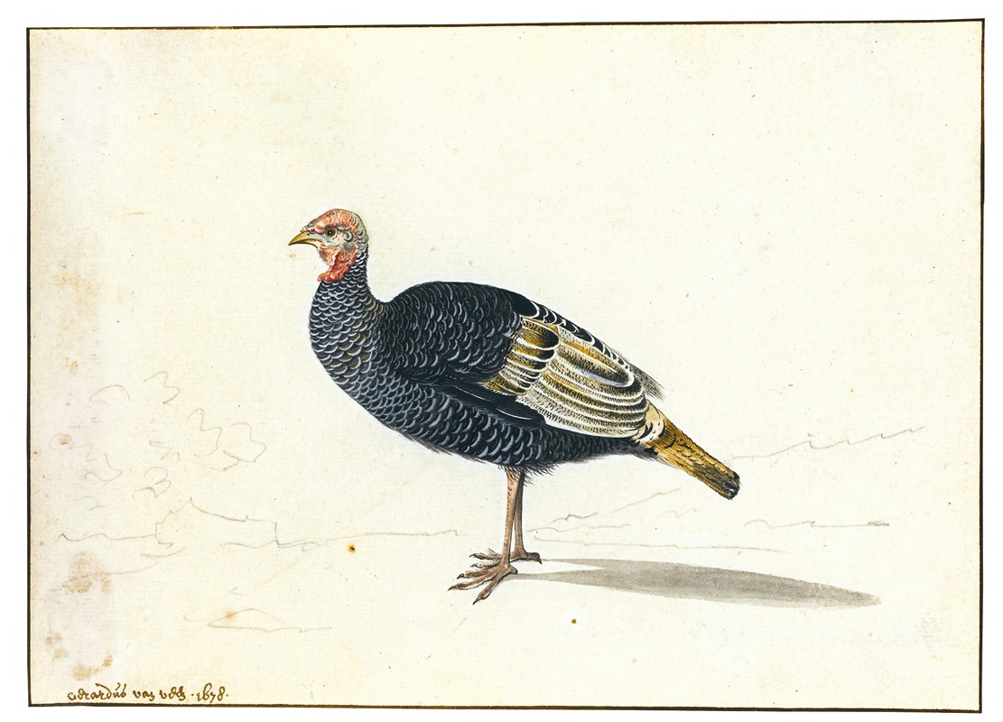 Gerardus van Veen - A Turkey Hen