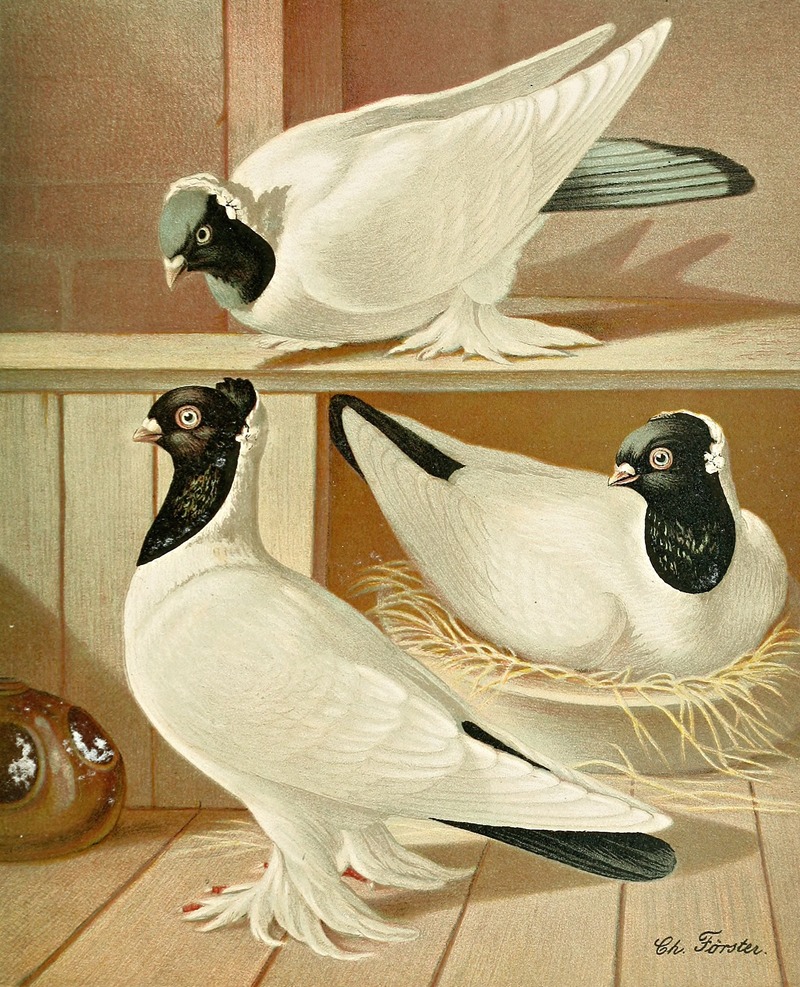 Gustav Prütz - C. gyratrix coloriceps