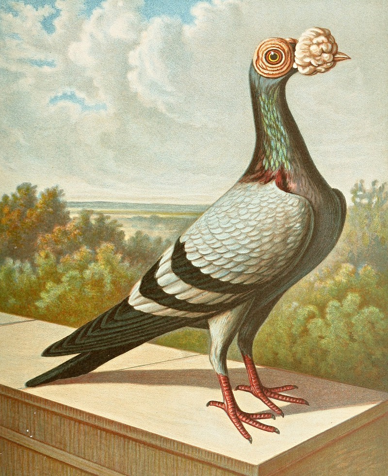 Gustav Prütz - C. tabellarica persica