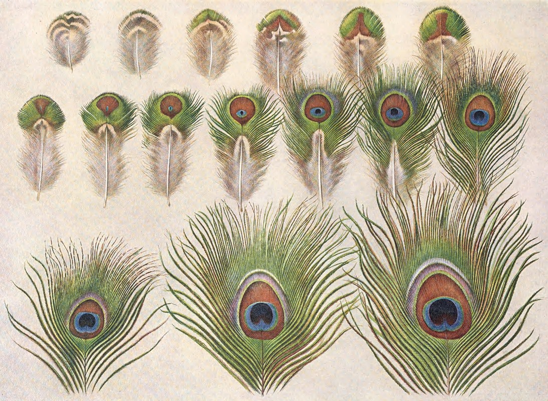 Henrik Gronvold - Evolution of the eyes on a Peacock’s Train