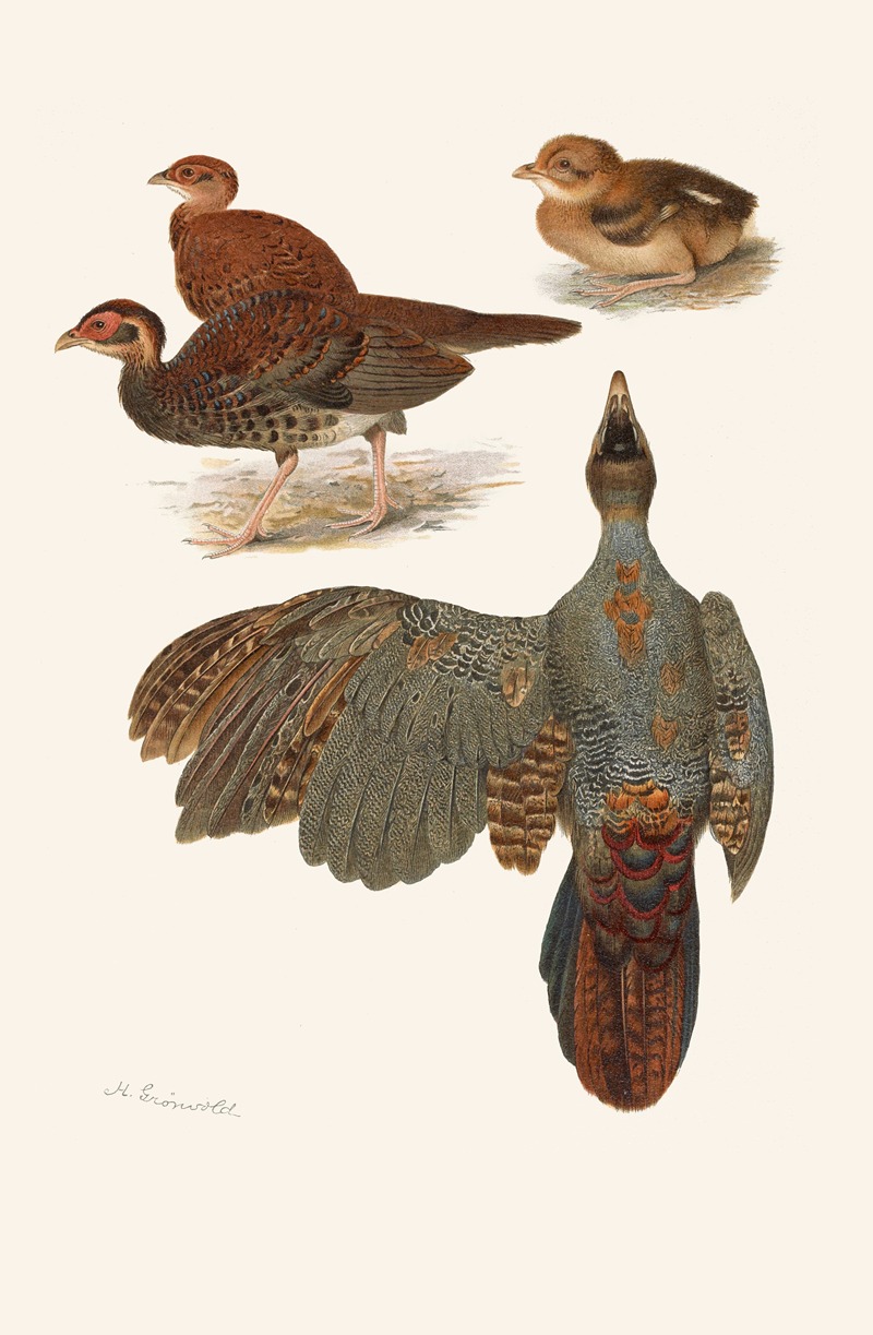 Henrik Gronvold - Plumages Of The Bornean And Siamese Crested Firebacks