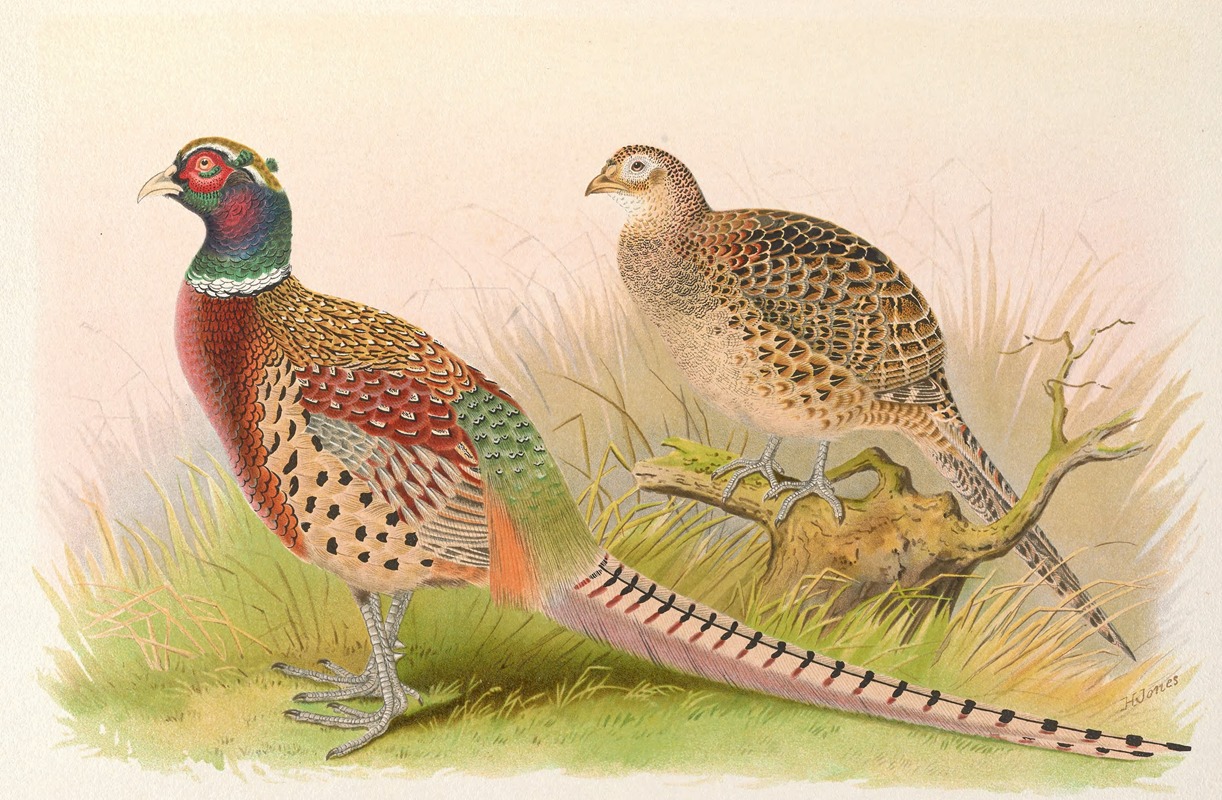 Henry Jones - Eastern Chinese Ring-Necked Pheasant