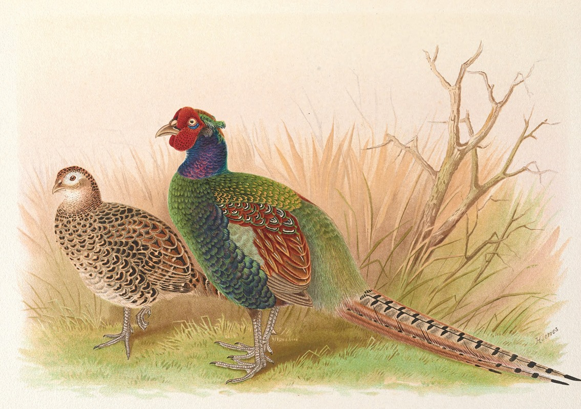 Henry Jones - Green Japanese Pheasant