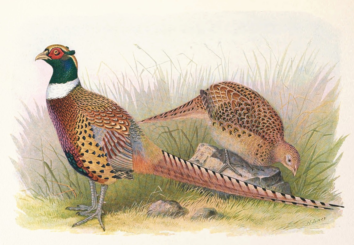 Henry Jones - Manchurian Ring-Necked Pheasant