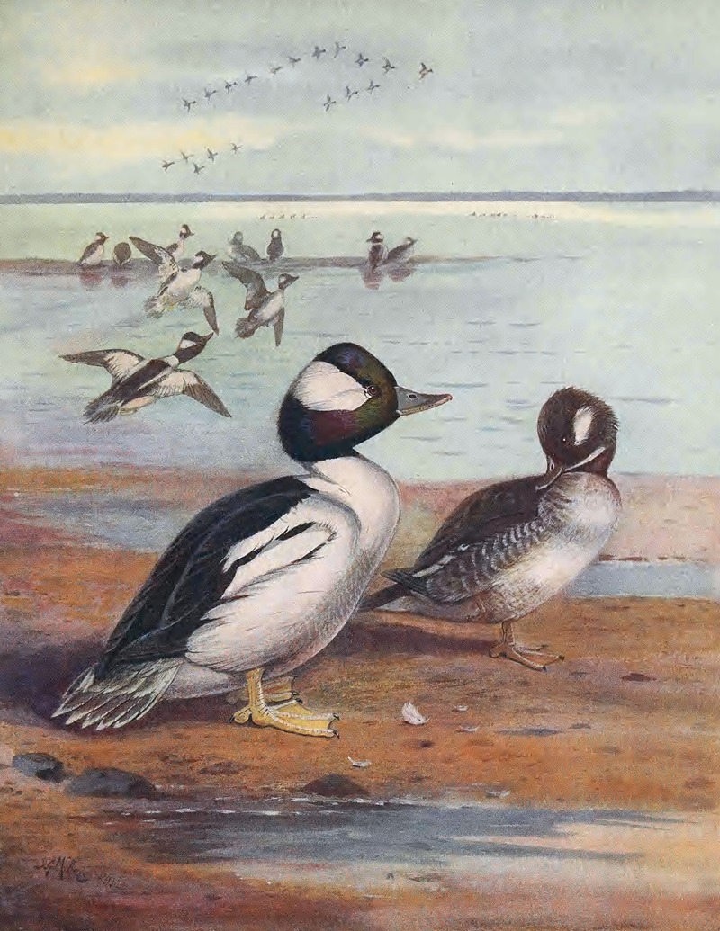 John Guille Millais - Buffle-Headed Duck