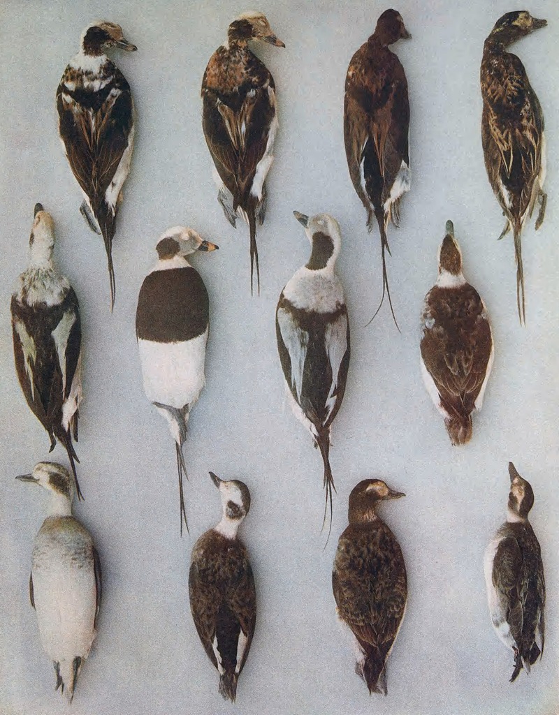 John Guille Millais - Plumages Of The Long-Tailed Duck (Adult Males and Adult Females)