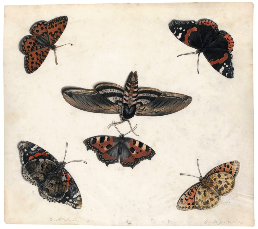 Jan Van Kessel The Elder - Studies Of Five Butterflies And A Hawk Moth