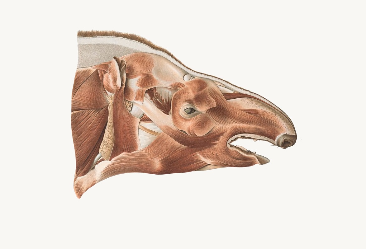 Johan Erik Vesti Boas - Superficial facial muscles of a Tapir