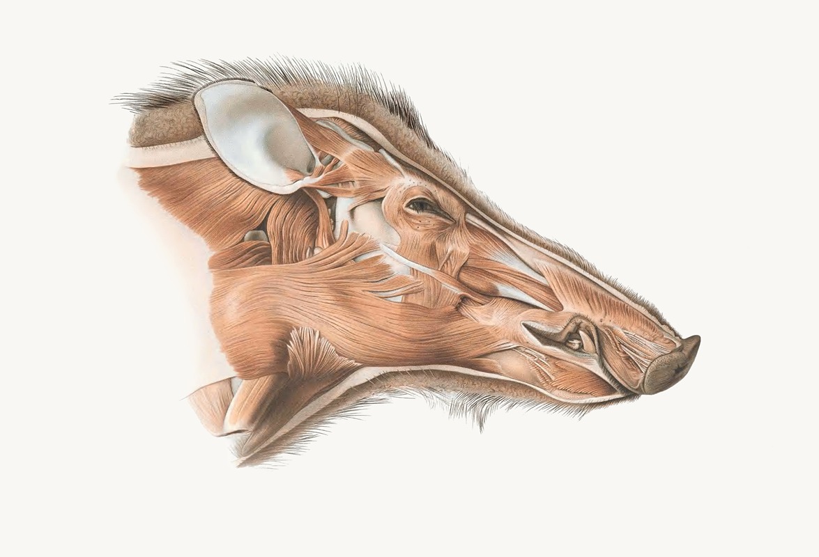 Johan Erik Vesti Boas - Superficial facial muscles of Wild Boar