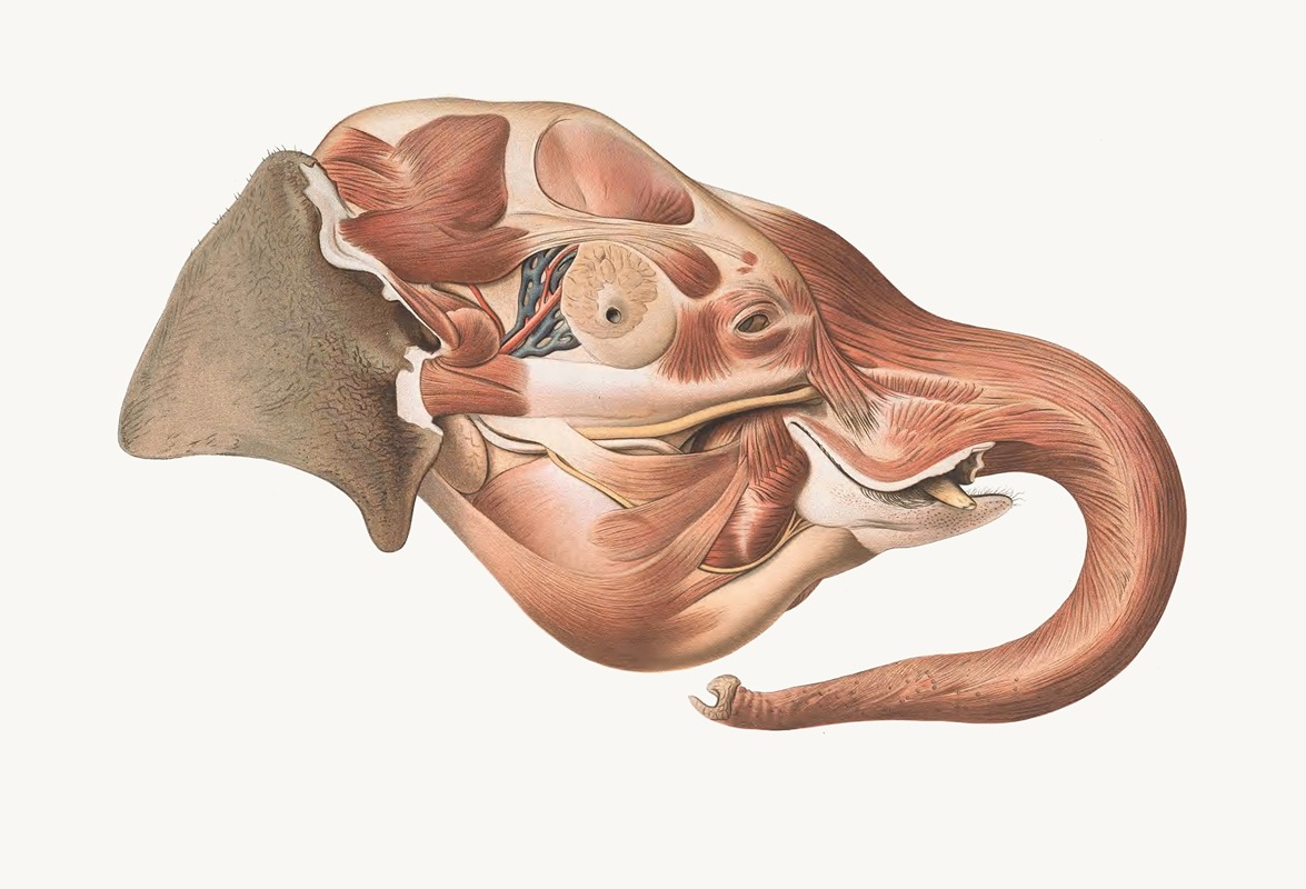 Johan Erik Vesti Boas - Superficial muscles of right side of the Elephant’s head