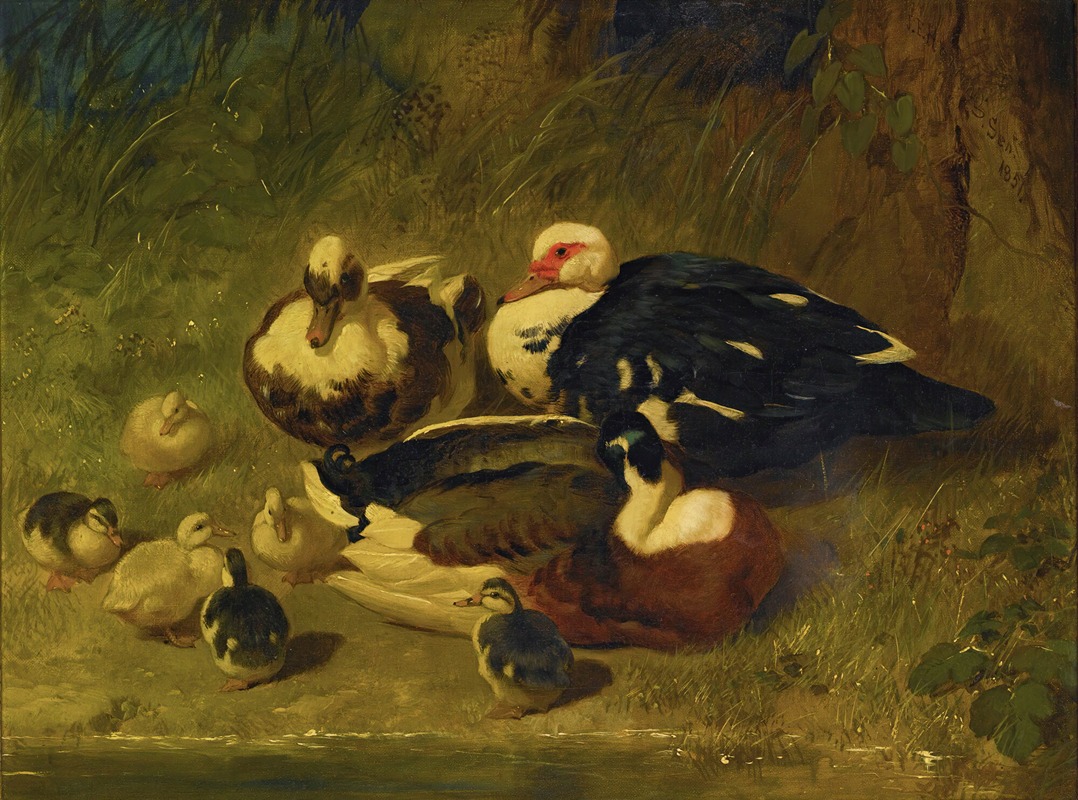 John Frederick Herring Snr. - Muscovy Ducks And Ducklings