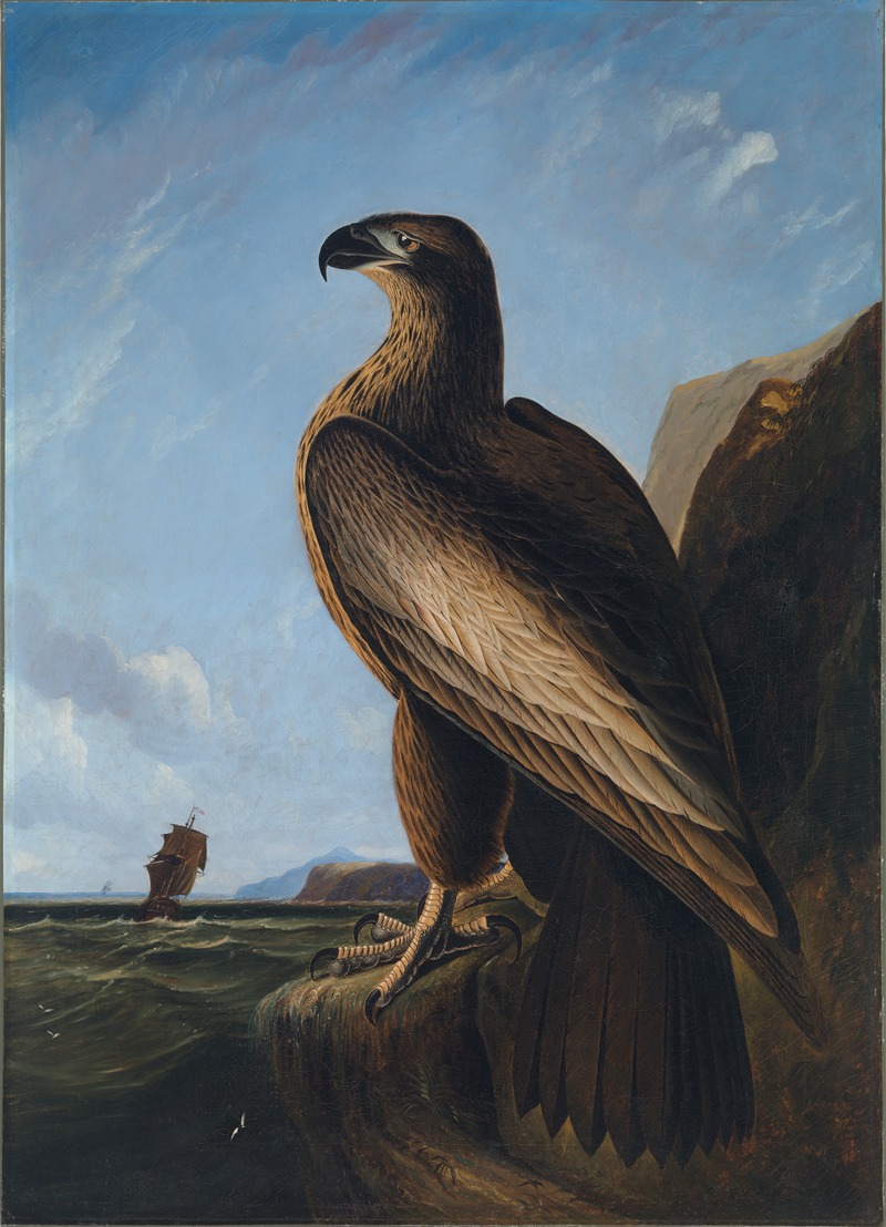John James Audubon - Washington Sea Eagle
