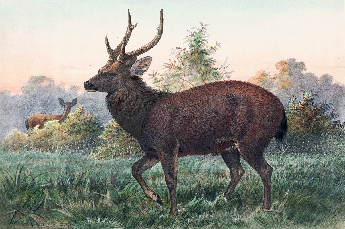 Joseph Wolf - Swinhoe’s Deer