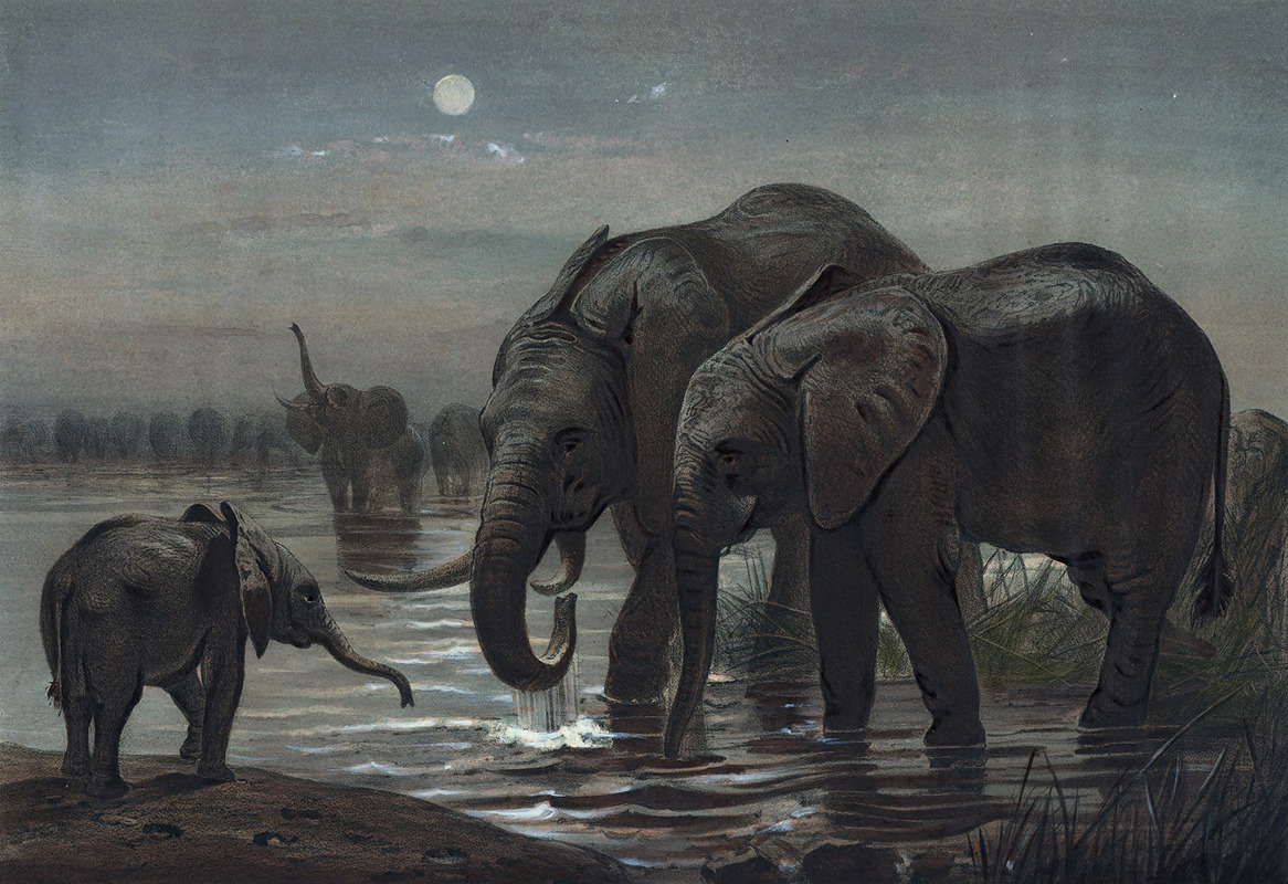 Joseph Wolf - The African Elephant