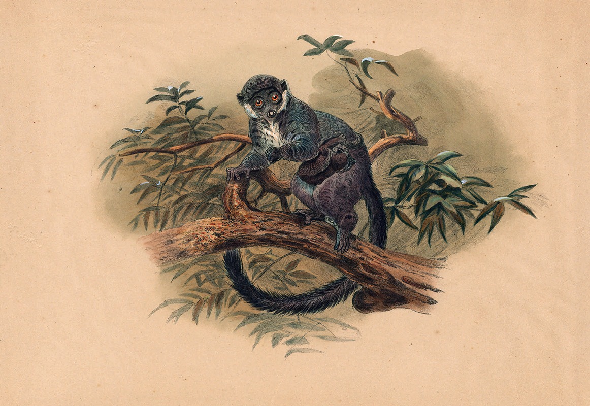 Joseph Wolf - The Black-Fronted Lemur