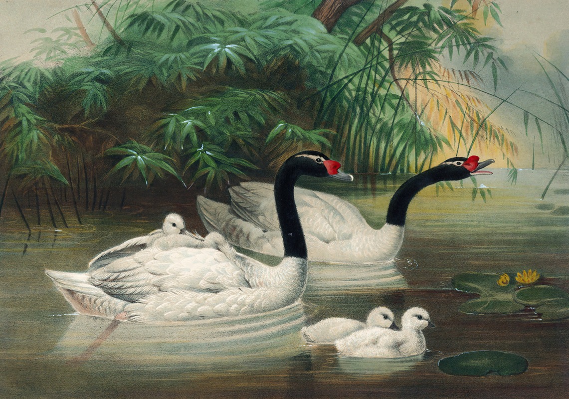 Joseph Wolf - The Black-Necked Swan