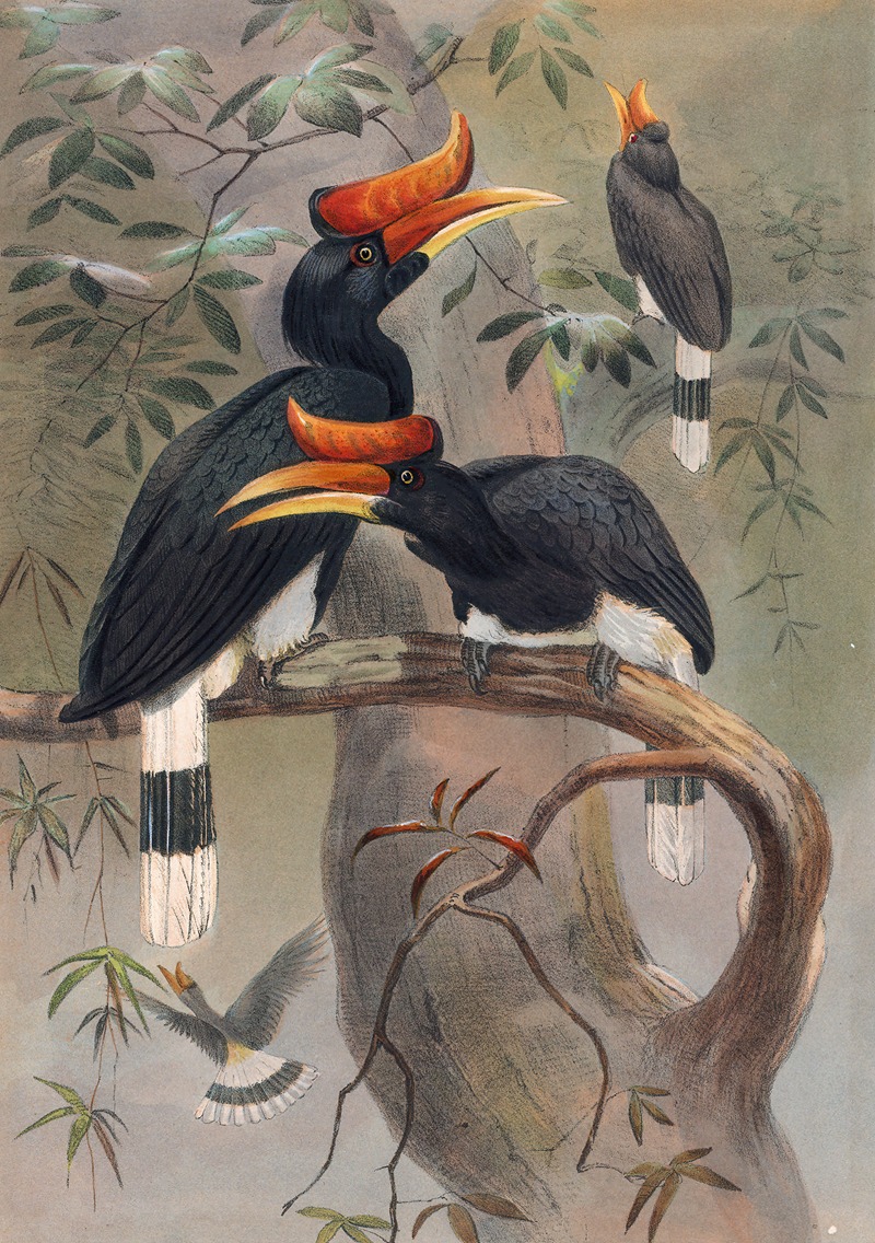 Joseph Wolf - The Concave-Casqued Hornbill